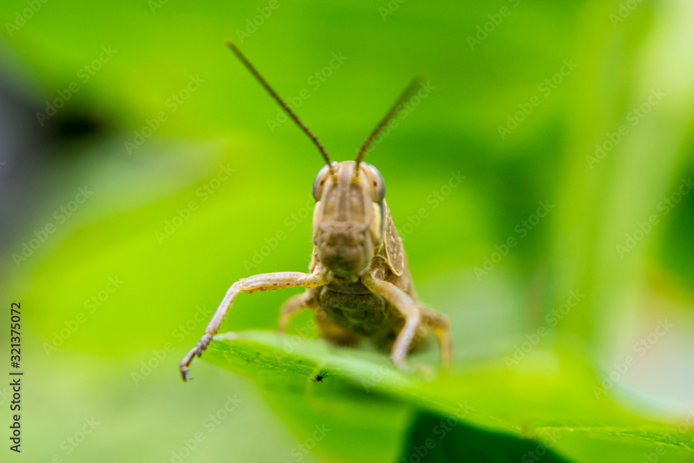 grasshopper perched on a leaf grasshopper perched on a leaf