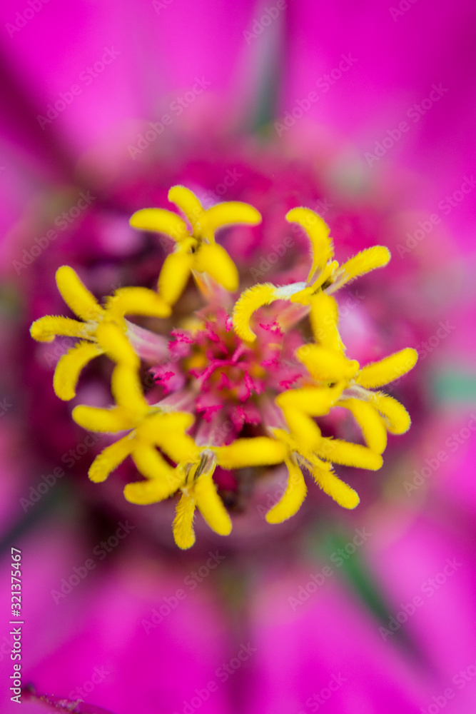 Close up photo of Red Zinnia flower in blossom Close up photo of Red Zinnia flower in blossom