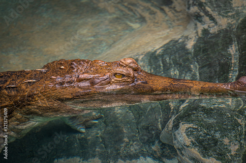 Alligator