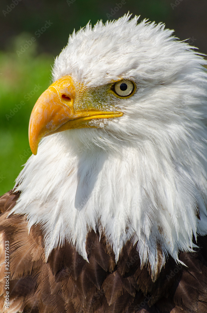 Obraz premium Bald Eagle Eye