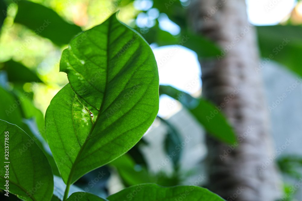 Obraz premium plant growth in farm with blur background
