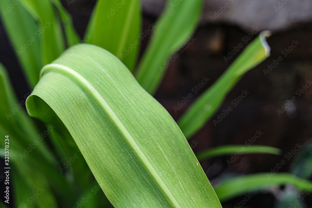 Fototapeta premium plant growth in farm with blur background