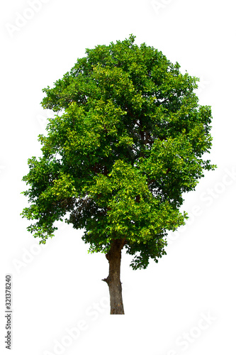 green tree isolated on white background