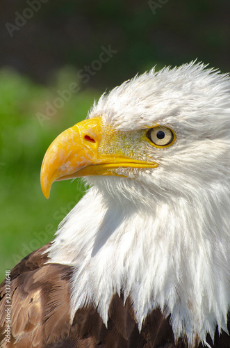 Partial Portrait of a Bald Eagle