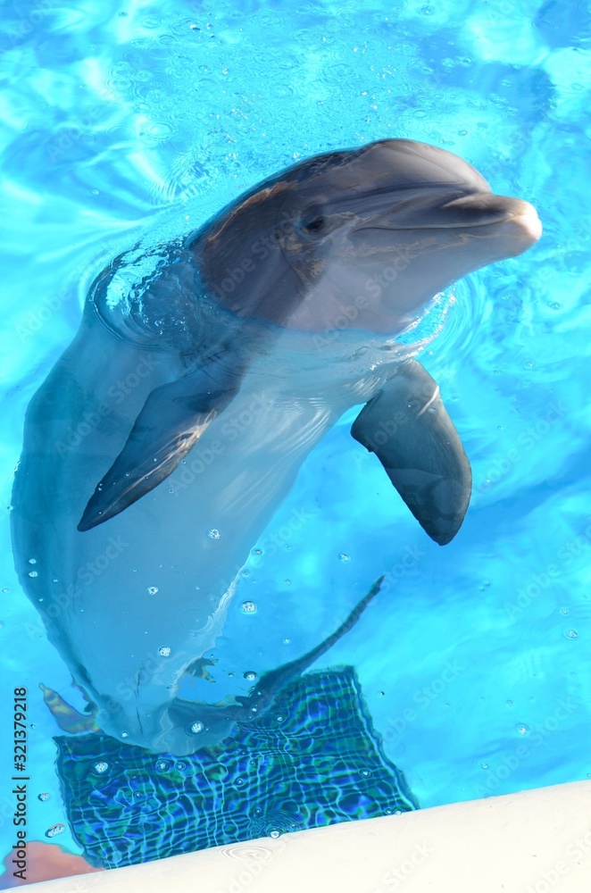 Dolphin looking at the camera