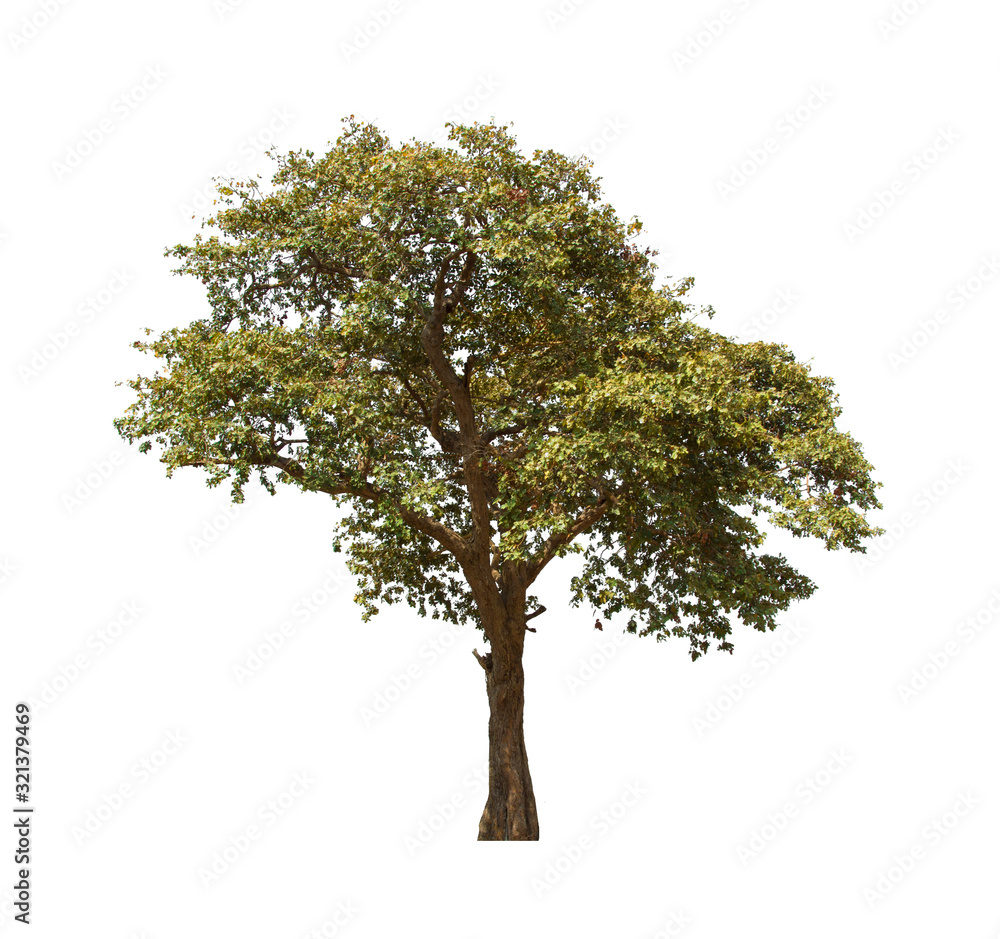 isolated tree  is located on a white background. Collection of isolated tree on white background