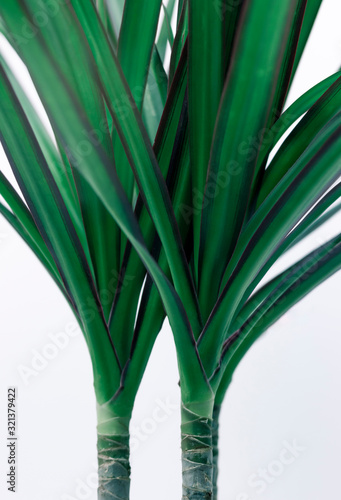 Abstract Modern Tropical Plant