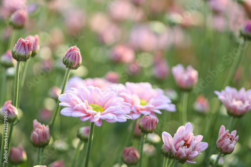 Pink Chrysanthemum flower getting dry under morning sunlight at flower field © paladin1212