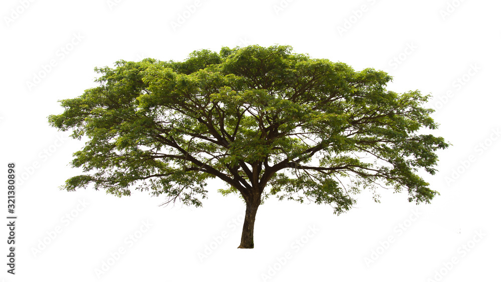 Obraz premium tree isolated on white background