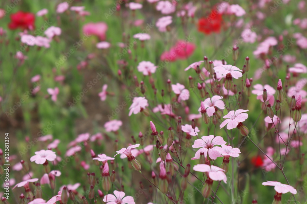 サポナリアの花畑 サポナリアの花畑