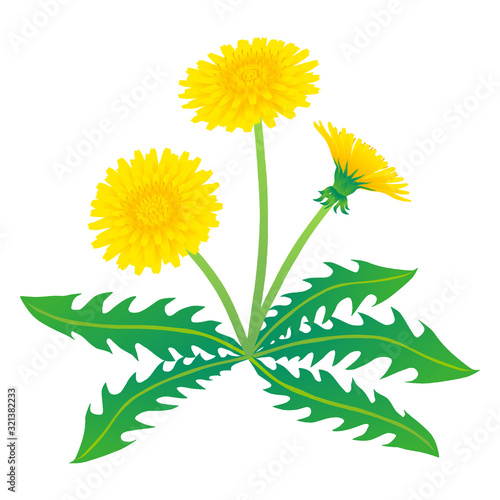 Fototapeta Naklejka Na Ścianę i Meble -  Vector illustration of yellow dandelion flower on white background
