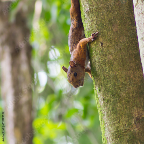 squirrel on a tree © Jhon Gracia