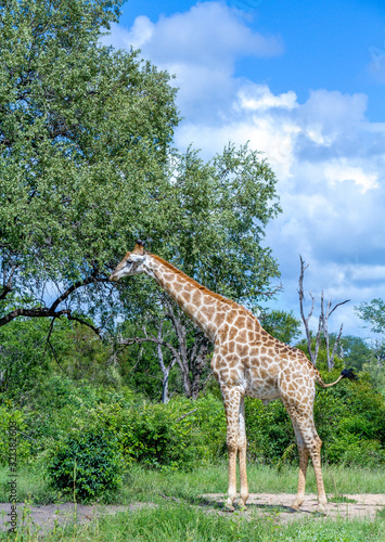 A single male giraffe isolated at a natural waterhole in the African bush