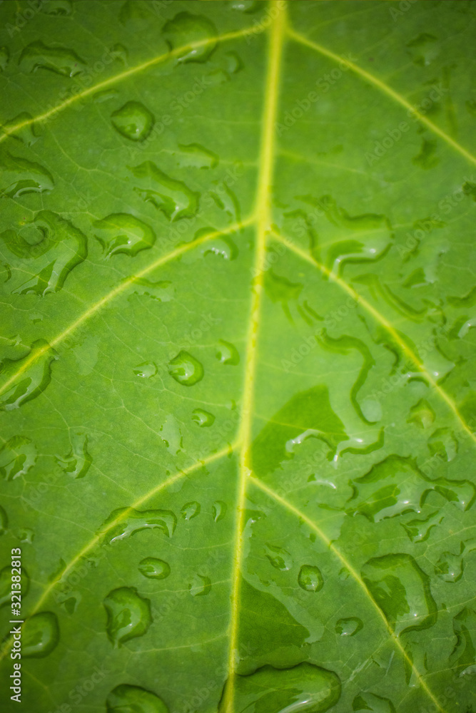 Natural green background, View of green leaf blurred background. dew drops on the leaves. Close-up of tropical leaves with copy space. Natural green background, View of green leaf blurred background. dew drops on the leaves. Close-up of tropical leaves with copy space.