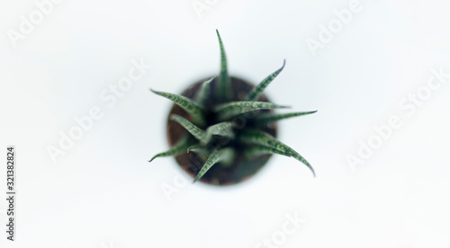 Abstract Modern Plant Top View