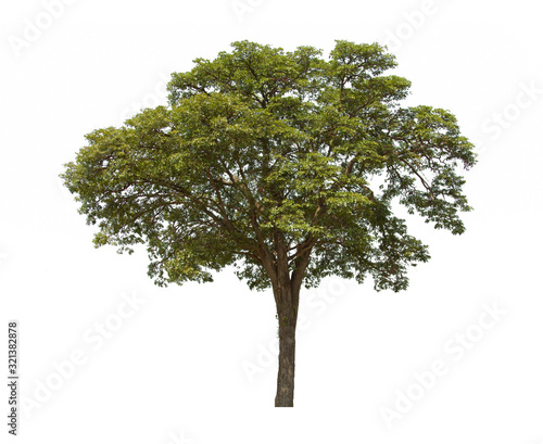 green tree isolated on white background