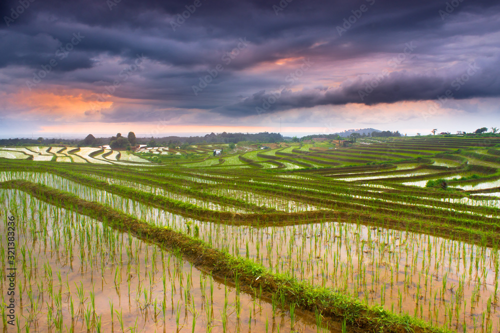 sunset cloudy with rice fields