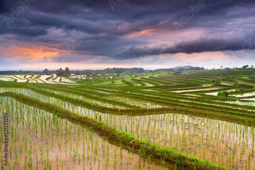 sunset cloudy with rice fields