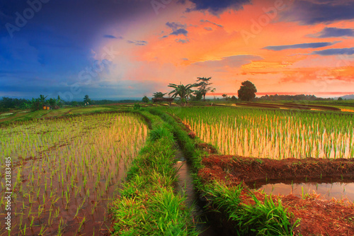 sunset lovers with rice fields in asia