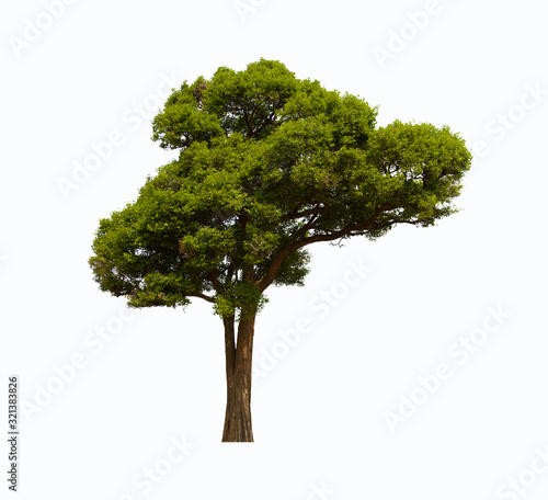 isolated tree is located on a white background.