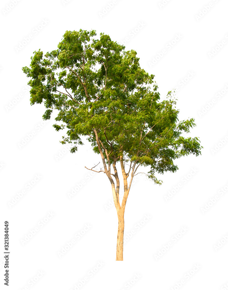 isolated tree is located on a white background. isolated tree is located on a white background.
