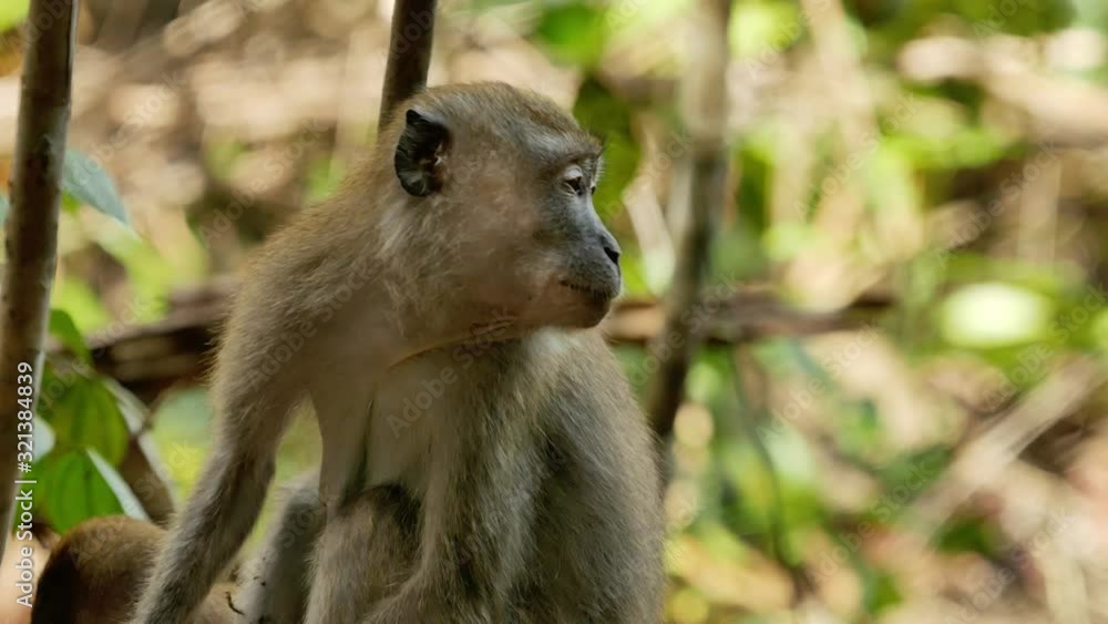 femal monkey sits on the ground and looks around femal monkey sits on the ground and looks around