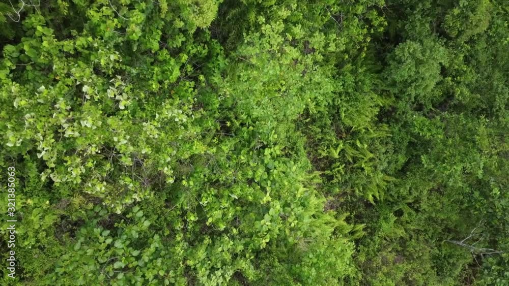 Aerial view of valley at Campuhan Ridge walk located in Ubud, Bali, Indonesia.