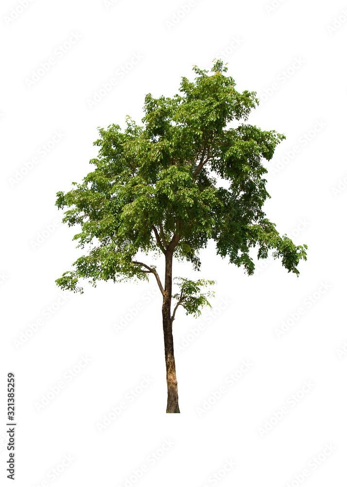Fototapeta premium isolated tree is located on a white background.