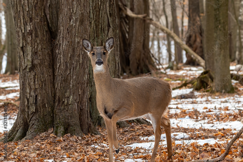 Deer. The white-tailed deer, also known as the whitetail or Virginia deer in winter on snow .State park Wisconsin. Deer. The white-tailed deer, also known as the whitetail or Virginia deer in winter on snow .State park Wisconsin.