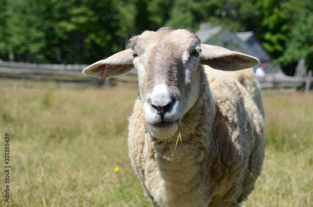 Sheep looking at the camera at the Acadian Historical Village, New Brunswick, Canada Sheep looking at the camera at the Acadian Historical Village, New Brunswick, Canada