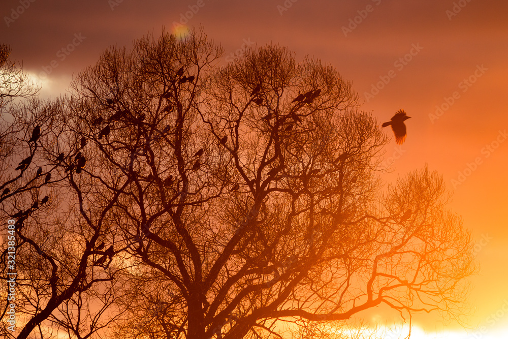A flock of raven in the trees against the backdrop of a bright beautiful sunset A flock of raven in the trees against the backdrop of a bright beautiful sunset