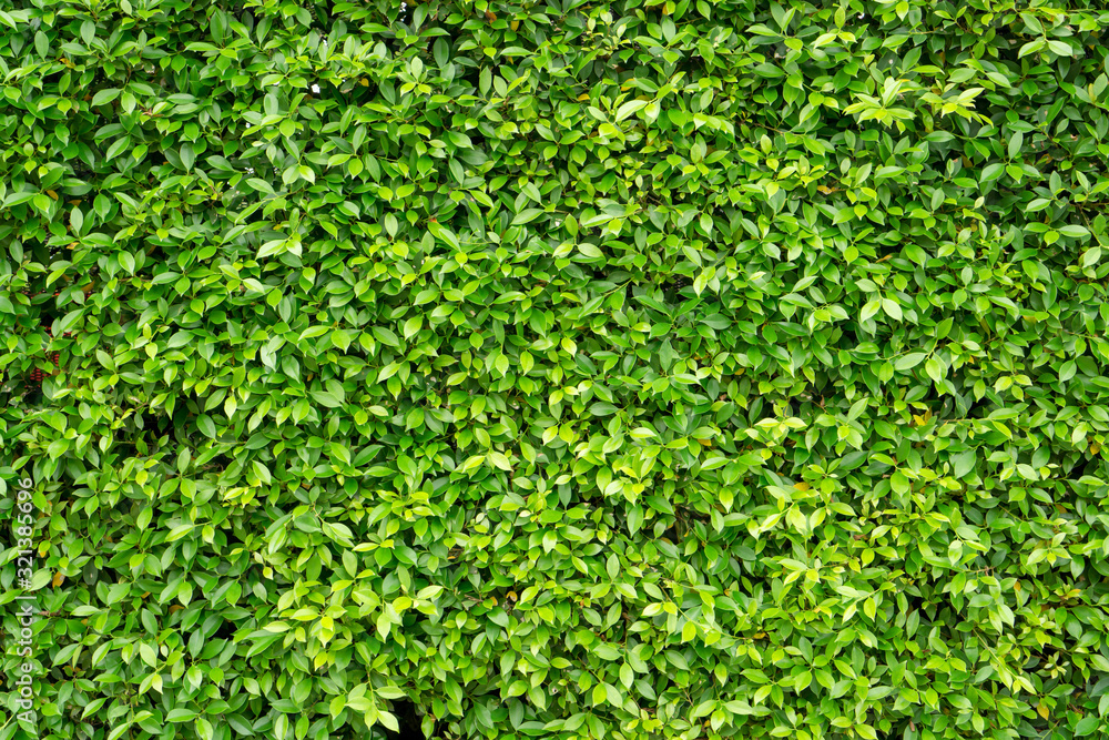 Green wall of Ficus shrub plant, closeup image for the background Green wall of Ficus shrub plant, closeup image for the background