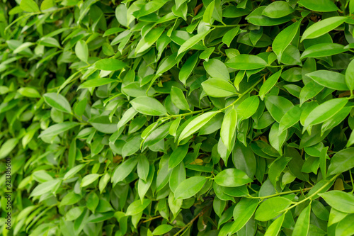 Green wall of Ficus shrub plant, closeup image for the background