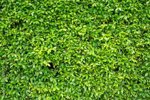 Green wall of Ficus shrub plant, closeup image for the background