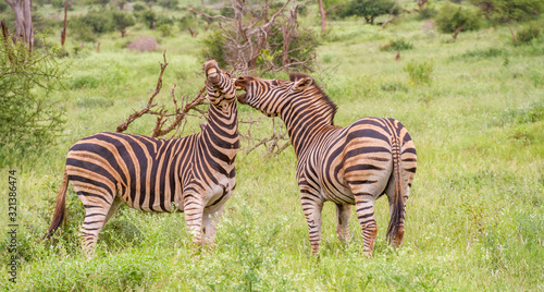 Two burchell s zebras interacting isolated in the Kruger National park in South Africa image in horizontal format