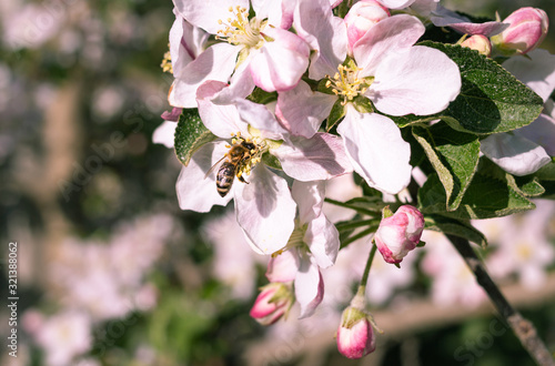 honey bee collecting pollen on apple tree blossoms in spring in South Tyrol Italy; pesticide free environmental protection save the bees concept