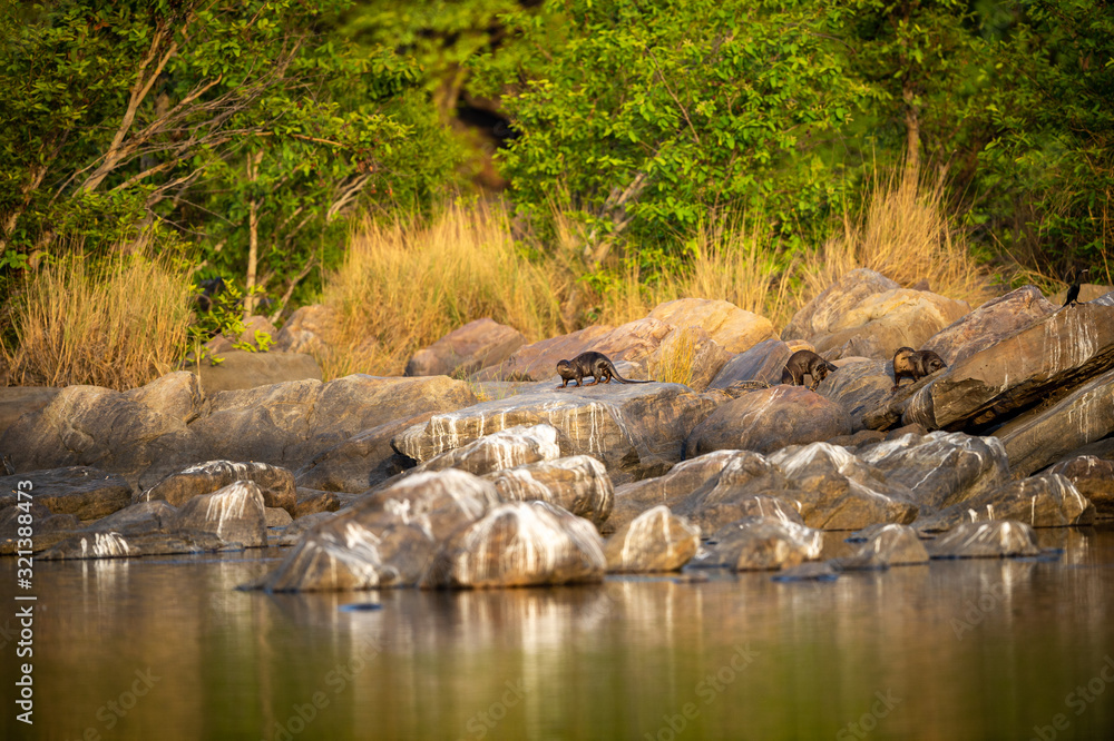 Smooth coated otter family playing on rocks at ramganga river. nature canvas painting of mirror image with reflection in calm water at jim corbett national park or tiger reserve, uttarakhand, india Smooth coated otter family playing on rocks at ramganga river. nature canvas painting of mirror image with reflection in calm water at jim corbett national park or tiger reserve, uttarakhand, india