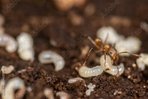 Macro of an ant moving a larva carcass   photo