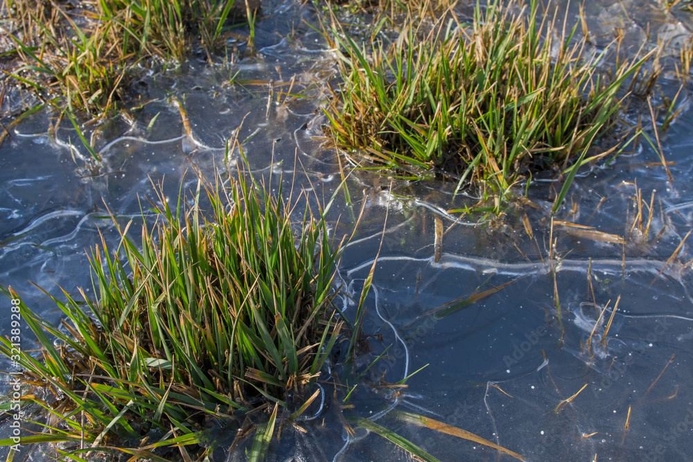 Islands with tufts of sharp green grass stalks sticking up are bound by thin crust of transparent ice. Rare white round-shaped snowflakes are visible on ice. Concept: unexpectedly early winter frosts Islands with tufts of sharp green grass stalks sticking up are bound by thin crust of transparent ice. Rare white round-shaped snowflakes are visible on ice. Concept: unexpectedly early winter frosts