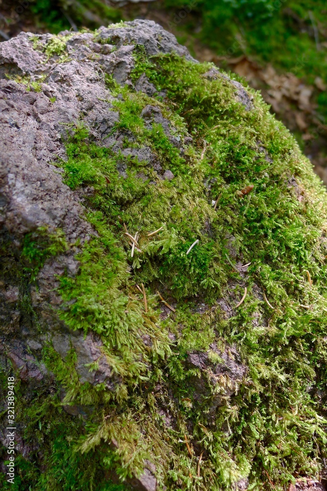 Close up of moss in New Brunswick Close up of moss in New Brunswick