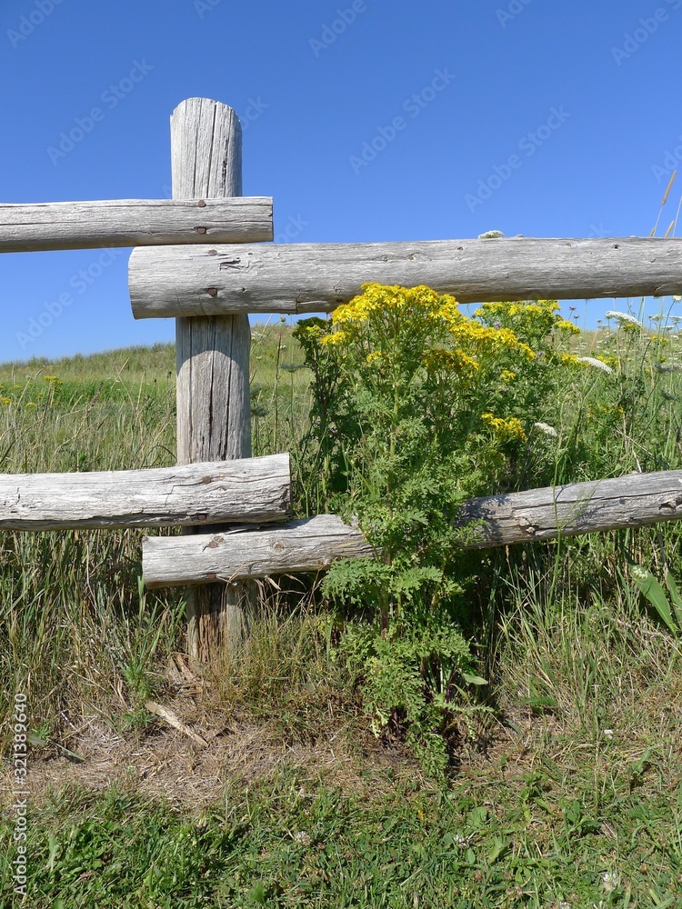 Fototapeta premium wooden fence in the field at Prince Edward Island National Park, Canada