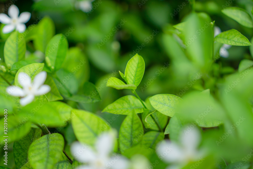 Fresh young bud soft green leaves blossom on natural greenery plant and white flower blurred background under sunlight in garden, abstract image from nature selective focus Fresh young bud soft green leaves blossom on natural greenery plant and white flower blurred background under sunlight in garden, abstract image from nature selective focus