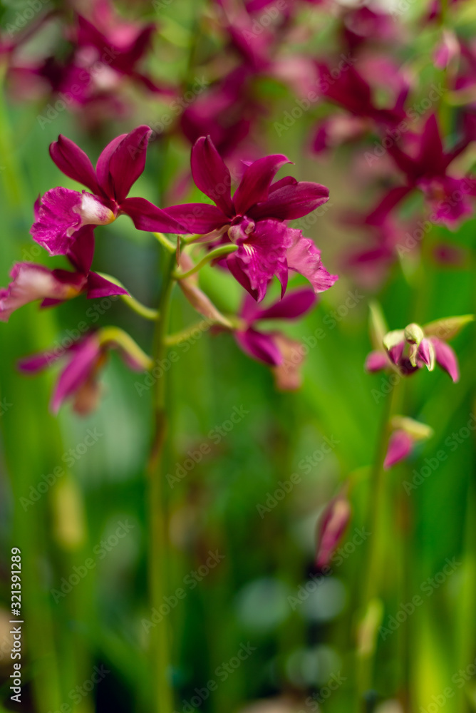 Beautiful delicate red orchid flower blooms