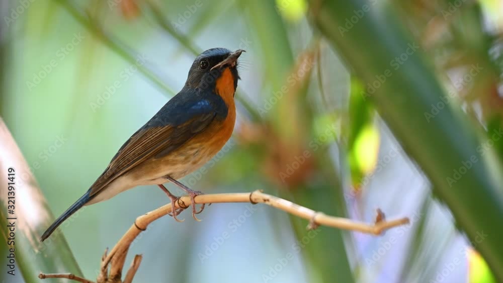 Chinese Blue Flycatcher, Cyornis glaucicomans, this male bird with a broken beak chirps a little, looks around then stretches its body in curiosity as the wind blows moving the leaves and branches.