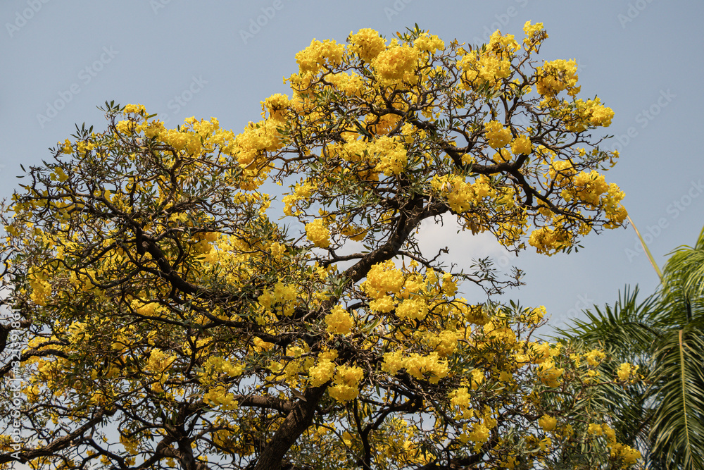 Blossoms of Yellow elder flower in a garden.Common names include Yellow Trumpetbush,Yellow bells,ginger-thomas(Tecoma stans).Selective focus beautiful yellow flower.