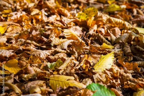 Abstract background of yellow autumn oak leaves lie curled up on the ground. Soft focus real forest. Habitat foliage