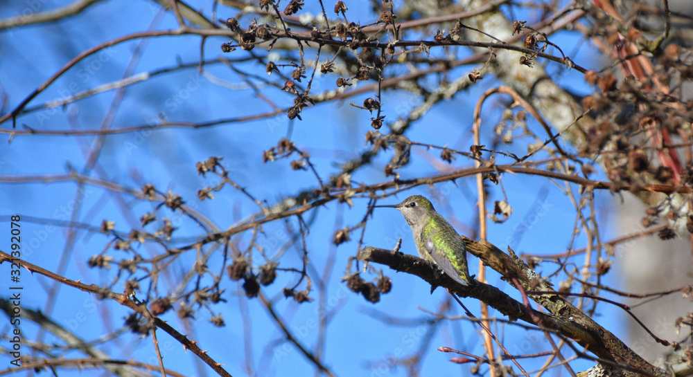 Female Anna's Hummingbird perched on a branch against a background of twigs and blue sky Female Anna's Hummingbird perched on a branch against a background of twigs and blue sky