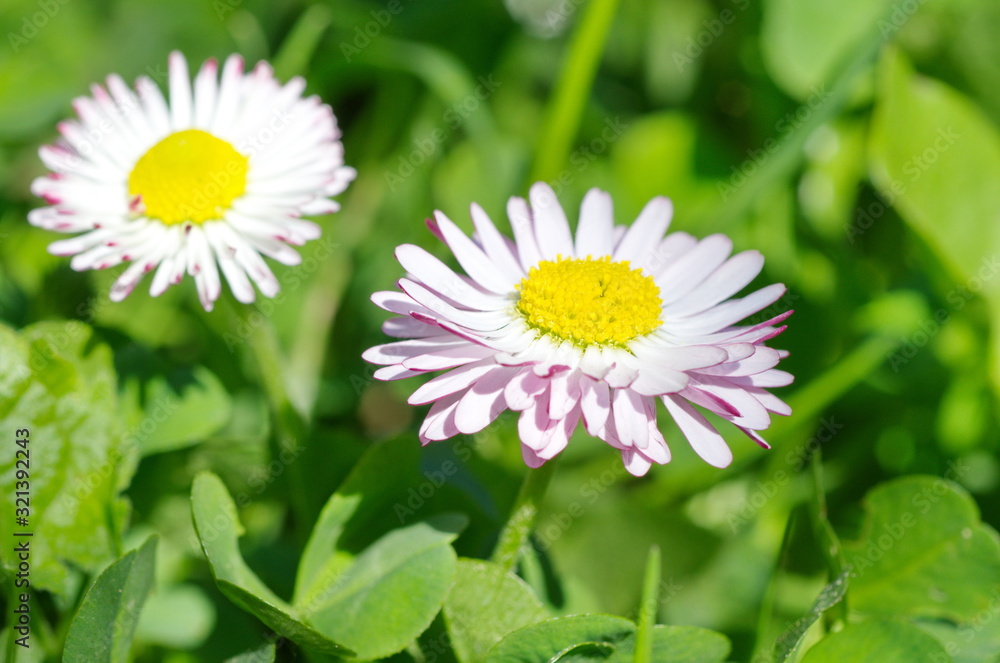 Perennial daisies (lat. Bellis perennis) in the garden close-up