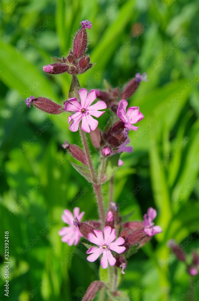 Flower Silene dioica or Red Campion close-up Flower Silene dioica or Red Campion close-up