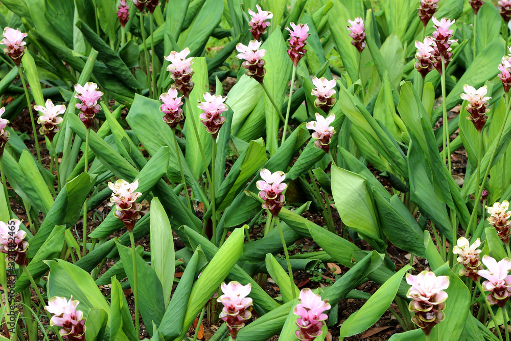 Siam tulip in the green garden background Siam tulip in the green garden background